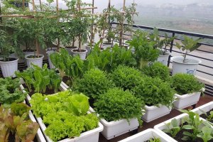 Cách trồng Rau trong thùng xốp trên Sân thượng, Ban công