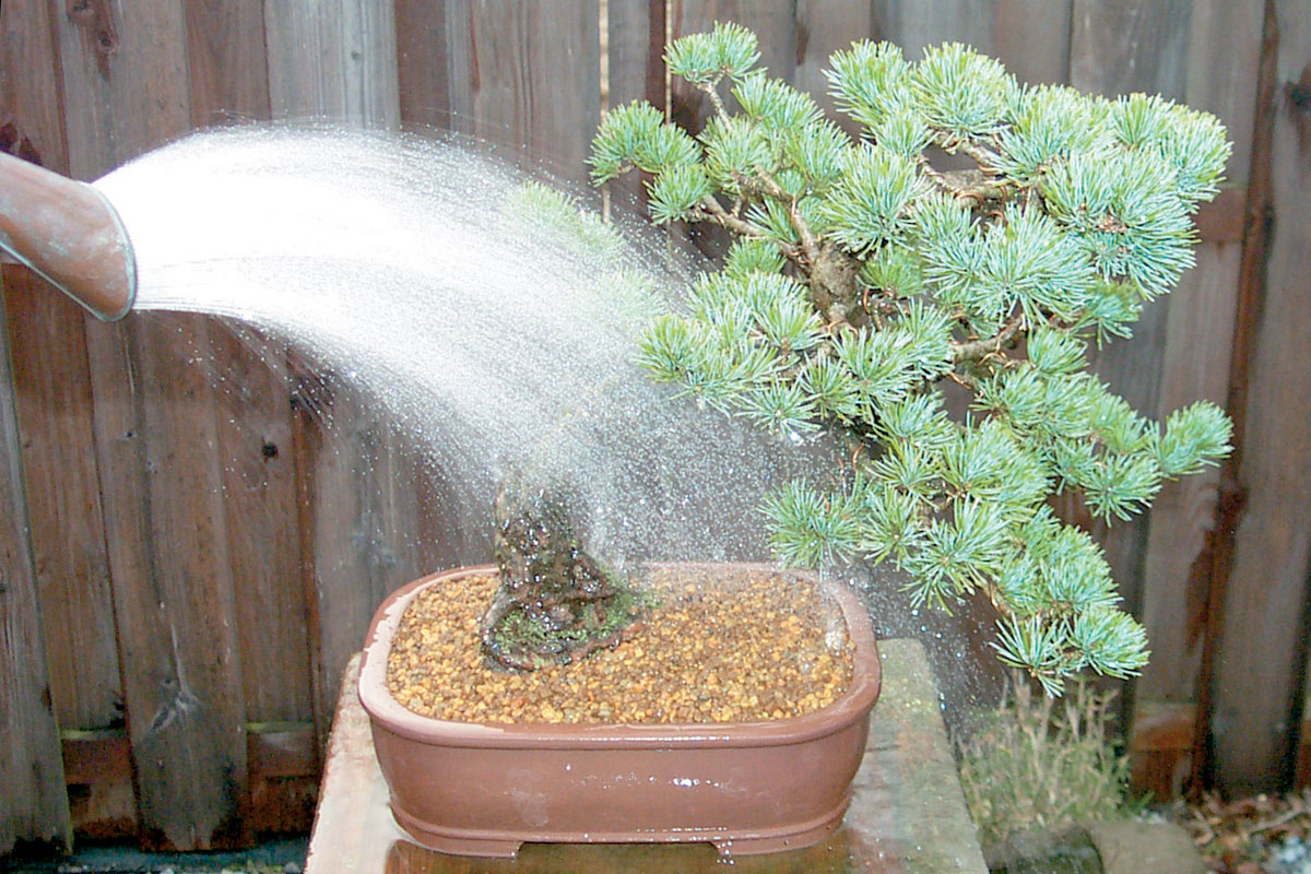 Kỹ thuật tưới phải đúng cách, áp dụng cho từng loại Bonsai khác nhau