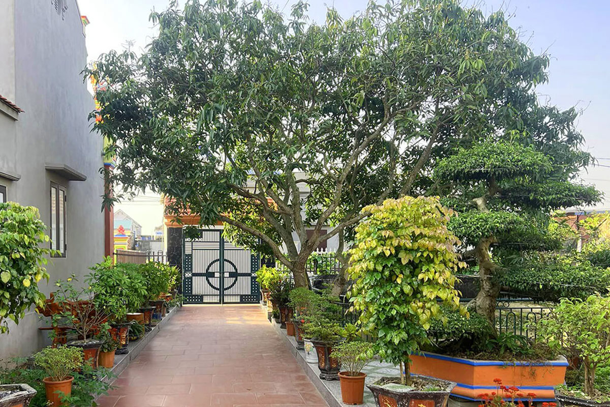 Cần nghiên cứu và lựa chọn kỹ loại cây trồng trước nhà hợp Phong thủy