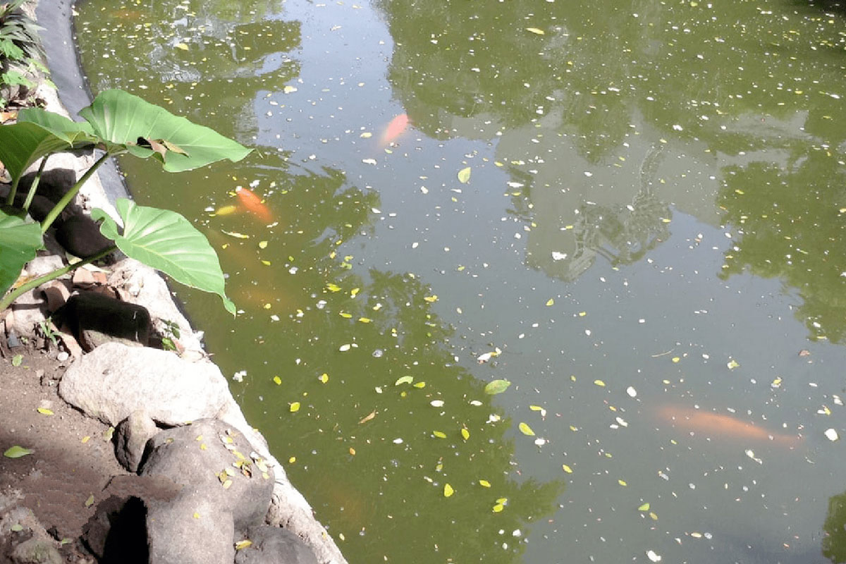 Chất bẩn trong hồ cá Koi là do phân cá, thức ăn và mùn bã hữu cơ hình thành