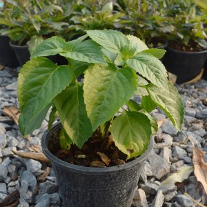 Cây Bạc hà Thái