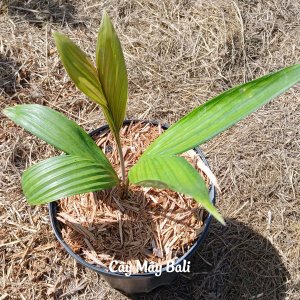 Cây giống Mây Indo (Mây Bali, Mây gai, Salak Pondoh) gieo hạt cao 20-60cm
