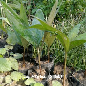 Cây giống mây Indo