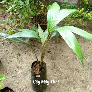 Cây giống Mây Thái cao 20-60cm gieo hạt thuần chủng