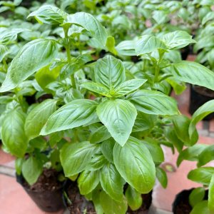 Cây húng quế Tây Italian Basil