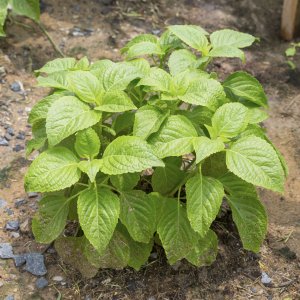 Cây Húng quế tây Tree Basil