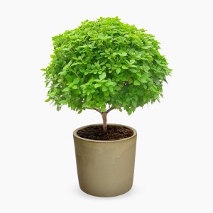Húng quế tây Tree Basil