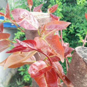 Cây Túc búp đỏ lá còn non