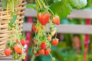 Chọn Dâu tây làm Quà độc lạ dành tặng Vợ yêu nhân ngày 20/10