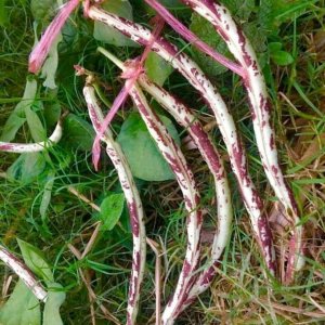 Đậu đũa sọc Thái Lan