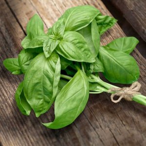 Lá húng quế Tây Italian Basil