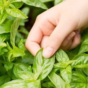 Lá húng quế Tây