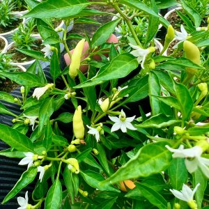 Cây Ớt xiêm trắng Thái Lan