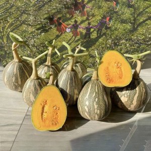 Bí ngô Cô Tiên quả tròn