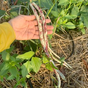 Đậu Chúc Thái Lan