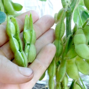 Quả Đậu nành xanh Nhật Bản