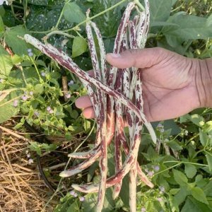 Đậu Trúc Thái Lan