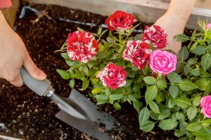 Cách trộn giá thể Đất trồng hoa Hồng giàu dinh dưỡng, cây lớn nhanh