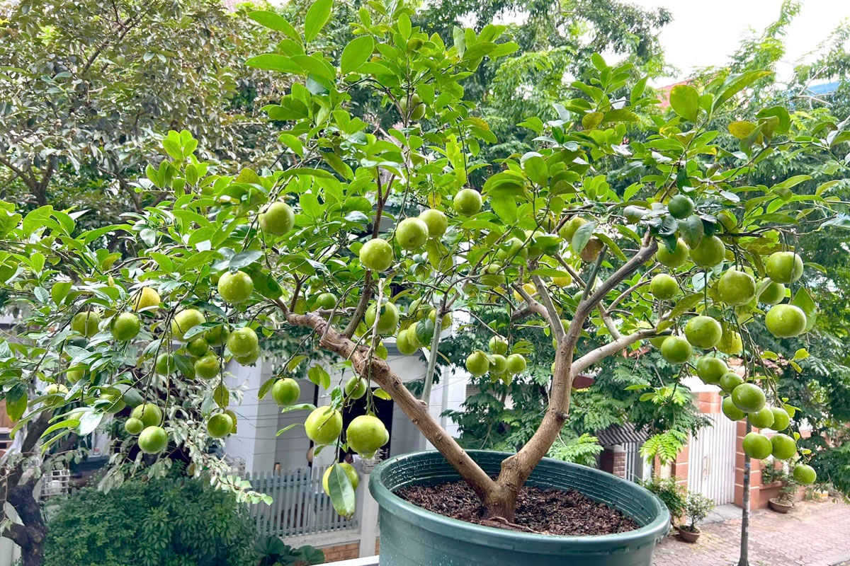 Trồng Chanh trong chậu đang là xu hướng được nhiều người ưa thích