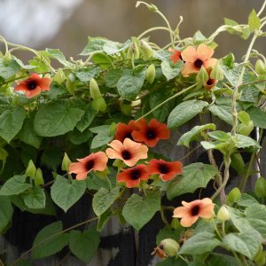 cay day leo anh duong