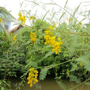 Cây Điên điển là tên gọi miền Nam, miền Bắc gọi là cây Điền thanh