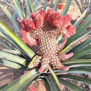 Cây giống Khóm phụng (Dứa phụng, khóm long phụng)