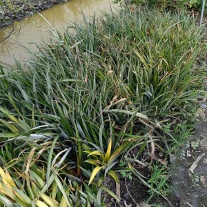 Cây giống Khóm phụng