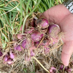 Cây hành củ tím