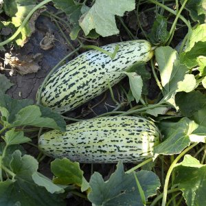 Dưa lê chuối mật da báo đốm