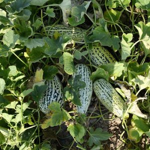 Dưa lê chuối mật da báo