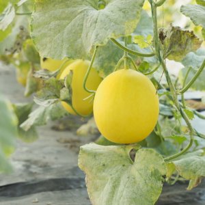 Dưa lê Kim hoàng hậu