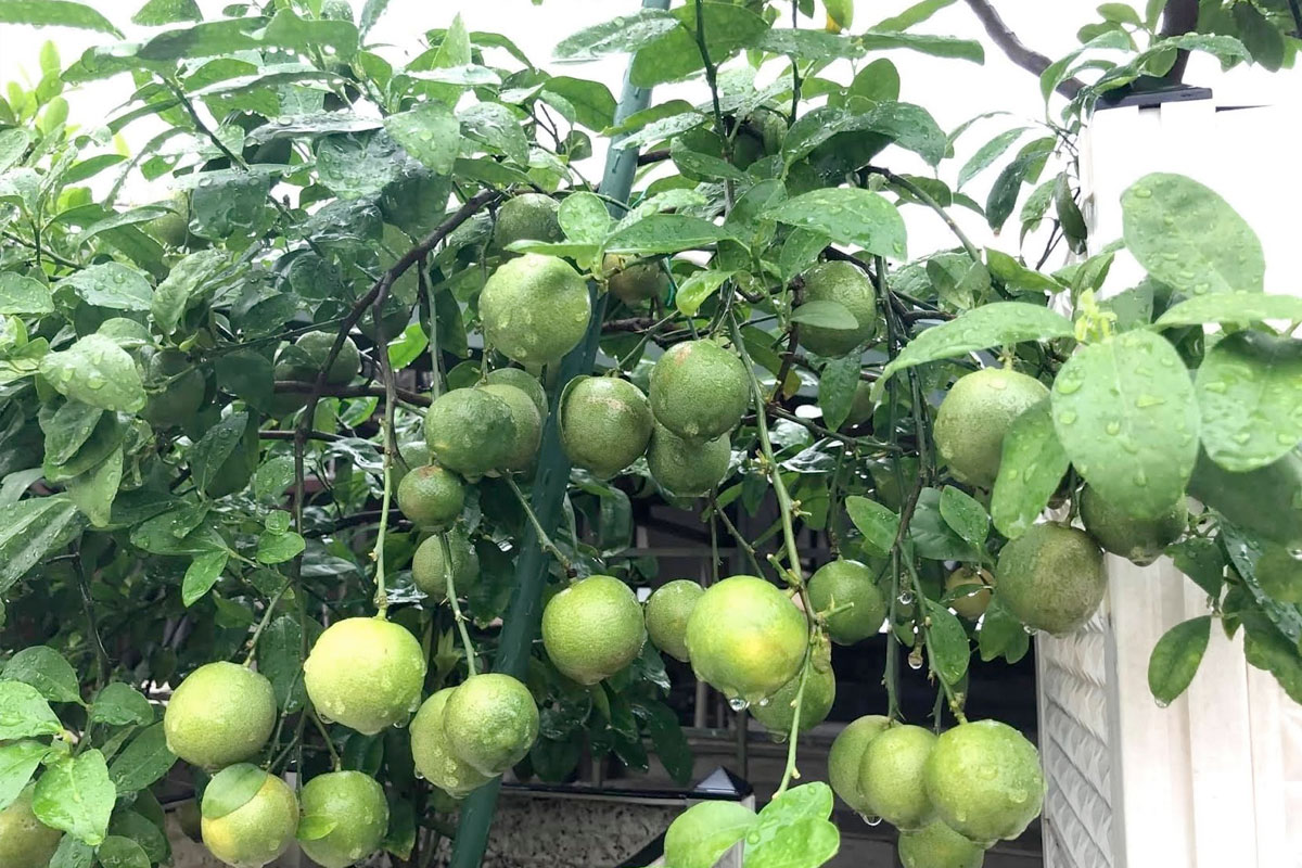 Giữ ẩm và Tưới nước cho cây Chanh luôn tươi tốt, trái căng mọng