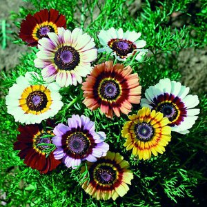 Hoa cúc Cầu vồng nhiều màu