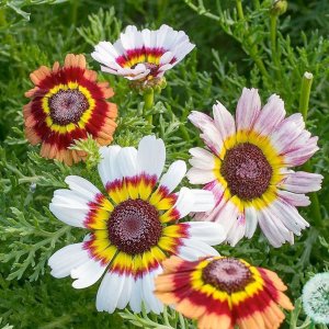 Hoa cúc Cầu vồng mix màu