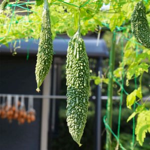 Trái Khổ qua gai da cóc xanh khổng lồ