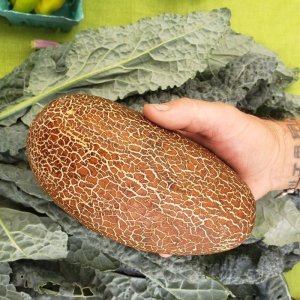 Quả Dưa chuột đá Timun Tua