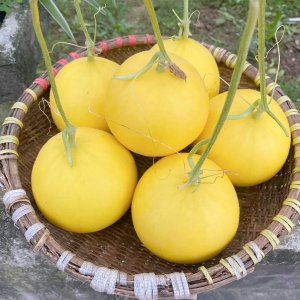 Dưa lê Kim hoàng hậu