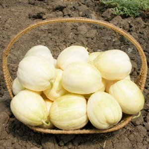 Quả Dưa lê Vua siêu ngọt