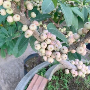 Quả túc chín sẽ chuyển dần từ màu xanh sang màu đỏ tía