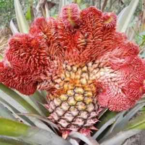 Trái khóm đuôi phụng