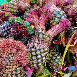 Trái khóm đuôi phụng