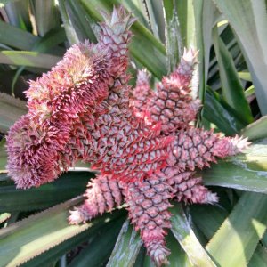 Trái khóm long phụng