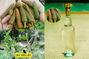 Cách Ngâm rượu Tiêu Lốp đơn giản, Sử dụng sau 15 ngày