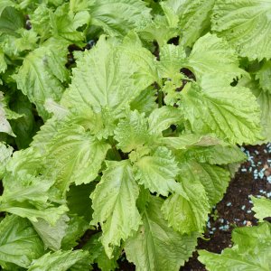 Cây tía tô xanh Nhật