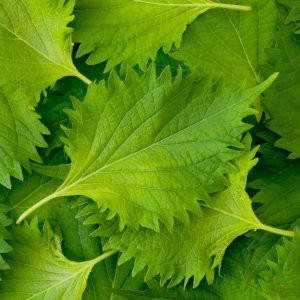 Lá tía tô xanh Shiso leaf