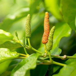 Quả tiêu lốp - Tiêu lốt tươi