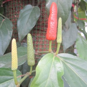 Trái tiêu lốt chín đỏ