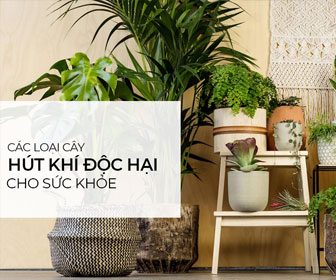 TOP 20 cây hút khí độc hại trong nhà, văn phòng giúp bảo vệ sức khỏe của bạn